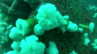 Clint Walker Advanced Open Water Wreck Etc Dives 9 8  2012