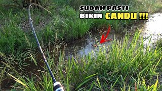 GAK DISANGKA SANGKA PARIT SEKECIL INI IKANNYA BERLIMPAH #mancing #mancingmania #fishing #ikanchanna