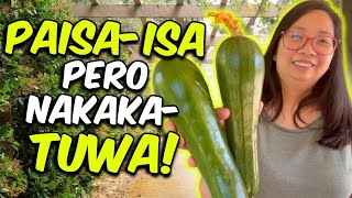 🇺🇸 BUHAY AMERIKA: MASAYANG HARVEST KAHIT PAISA-ISA | PINOY FAMILY SA CALIFORNIA | PINOY OFW IN USA