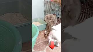 MERPATI VS ANAK KUCING BERANTEM