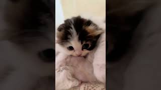 cute kitty feeding