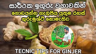 ඉගුරු වගාවෙ රහස්. Technical knowledge of ginger cultivation.