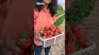 Canada-ல Strawberry பிக் பண்ணலாம் வாங்க | #canada #shorts #ottawa #tamil #hanginwithhappiness