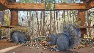 Beautiful Squirrels | #chipmunks_and_squirrels on #Twitch