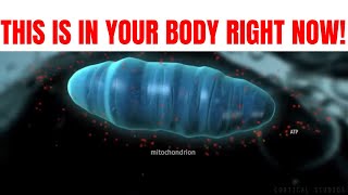 ATP IS PRODUCED IN THE MITOCHONDRIA