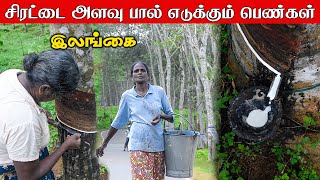 இலங்கையில் சிரட்டை அளவு பால் எடுக்கும் பெண்கள் | Sri lanka Rubber Cultivation | யாழின் யாத்திரிகள்