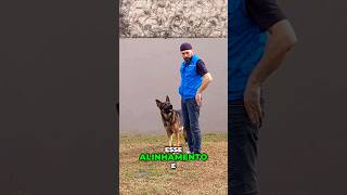 SEGREDOS DO JUNTO PERFEITO Vídeo completo no canal! #adestramento #dog #cachorro