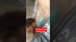 #monkey  #beruk cabutin bulu