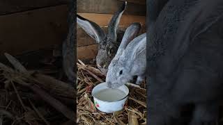 baby rabbits