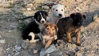 Ormanda Yaşayan Yavru Köpekler Artık Bizden Kaçmıyor