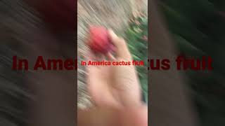 In America Cactus fruit