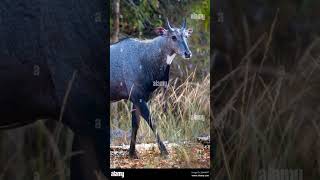 The Nilgai:  Largest Asian Antelope