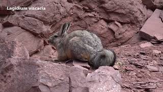 Excursión a la Cordillera de los Andes en Atacama: Paisaje, lagunas y vizcachas.