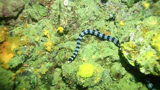 Laticauda colubrina Yellow lipped sea krait