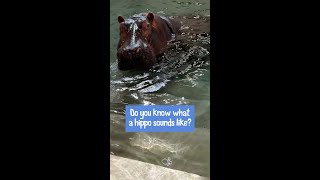 Hippos sound off at the Saint Louis Zoo