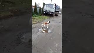 Красавец мужчина! #shorts  #ПесикБуся #dog