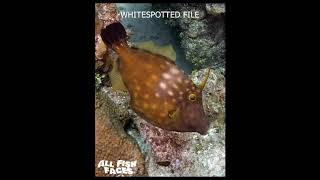 FANTASTIC FILEFISH for #fishfriday