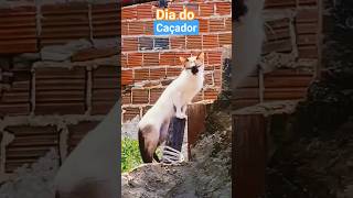 dia do lagartô #shorts #shortsengraçados #catcomedy #cat #dog #catlover #catlife