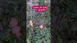 تعرف على متعددة الإزهار 🌼 🌸 🌻