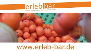 Kleines ABC der Erntehilfen – Vogelbeeren ernten und verarbeiten