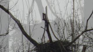 February 23 Bald Eagle Nest Incubation continues