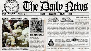 VELCRO CRAB or SPIDER DECORATOR CRAB or HARLEQUIN CRAB / The Daily News S01E04