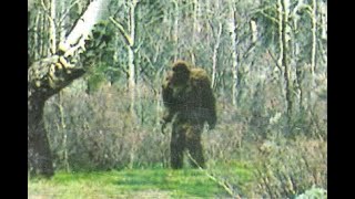 BEST BIGFOOT SASQUATCH FOOTAGE