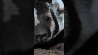 Badger up close and personal at 3am on the hike in! Pretty cool