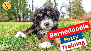 How to Potty Train a Bernedoodle puppy?