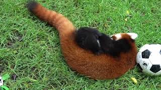 【red panda】A day in the life of a MiGao