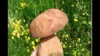 Funghi porcini (manatarca)-Vulcan - HD