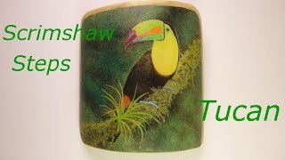 Scrimshaw Steps - Tucan 'Good Scrimshaw'