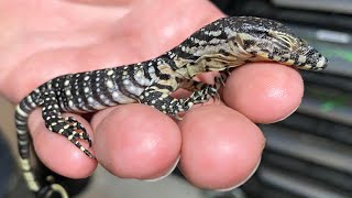 9 Gram Lace Monitor....