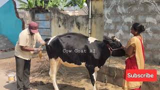 HF Cow 🐄Artificial Insemination.