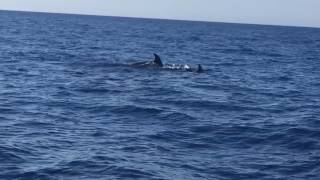 Delfines frente a Cala d'Albarca en Ibiza