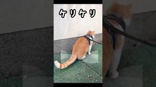 教えて！ コレは猫あるある？ #元野良猫チャチャ #猫武将 #猫侍 #ねこ #cat #猫 #チャチャ