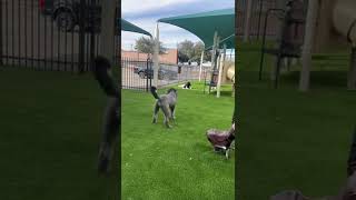 Dog got that frisbee. Eeeeeeee