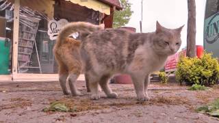 ^^Сладки котета на Обнова^^ Sweet kitty^^