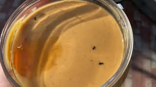 I Found Bugs In My Peanut Butter...