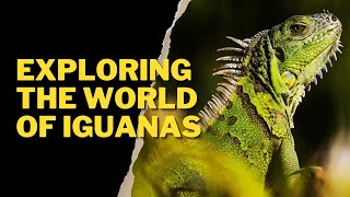 EXPLORING THE WORLD OF IGUANAS