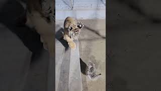 CAT AND TIGER CUBS 🐯❤️ #tiger #lion #nature #love #jungle #tigerbaby