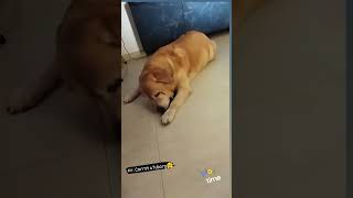 #maakaladla#cute#bacha#love#labradoor#doglover#dog#petowner#petowner#shortvideo#youtubeshorts#pets