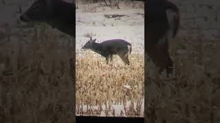 BBD - (Bully Buck Down)