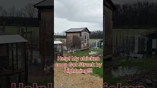 😱it got struck by lightning!!!! HELP! #viral #chicken #chickens #backyardchickens #youtubeshorts