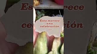 Propagación exitosa #gardening #succulent #jardin #parati #short