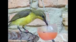 burung sogon pulang sendirilahi