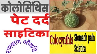 Stomach Pain & Right Side Sciatica Pain Best Homoeopathic Medicine/Bitter Cucumber(Colocynth)/By:Y.K