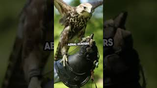 Falcon vs Eagle: Who Wins in a 1v1? #animals #animalshorts #shorts