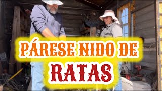 49~NO CORTO LA MOTOSIERRA❗️YA PARESE NIDO DE RATAS~COLOCAMOS SISTEMA DE GOTEO💧