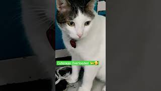 Cuteness Overloaded 🐈🥰❤️ #shortvideo #cuteanimals #cat #viralshorts #trending #catvideos #cutecat